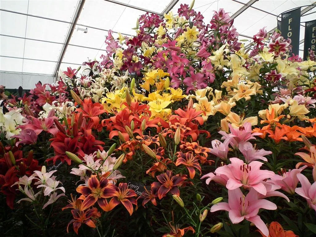 Floral marquee in the long water area 1